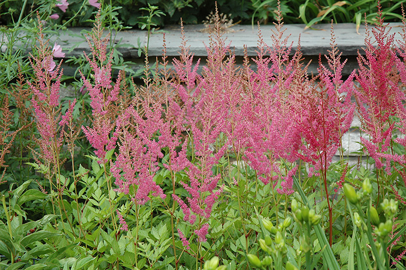 Visions in Pink Chinese Astilbe (Astilbe chinensis 'Visions in Pink') at The Growing Place