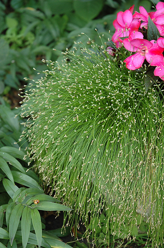 Fiber Optic Grass (Isolepis cernua) at The Growing Place