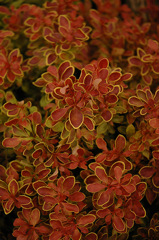 Admiration Japanese Barberry (Berberis thunbergii 'Admiration') at The Growing Place
