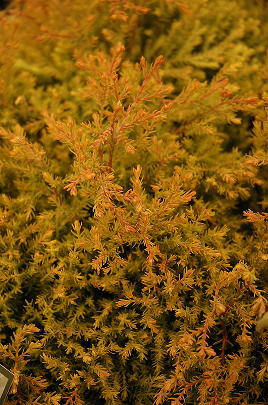 Fire Chief Arborvitae (Thuja occidentalis 'Congabe') at The Growing Place
