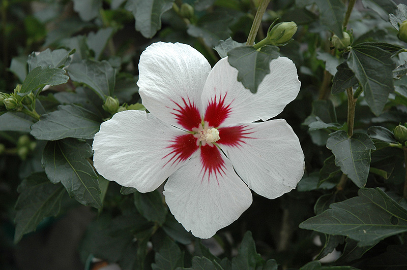 Lil' Kim Rose of Sharon (Hibiscus syriacus 'Antong Two') at The Growing Place