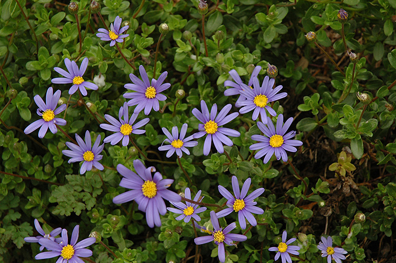 Blue Daisy (Felicia amelloides) at The Growing Place