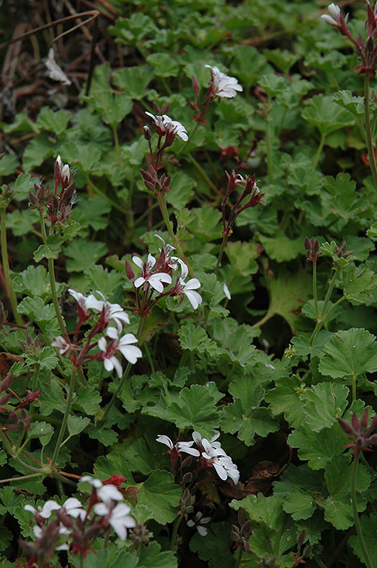 Nutmeg Scented Geranium (Pelargonium x fragrans 'Nutmeg') in Naperville