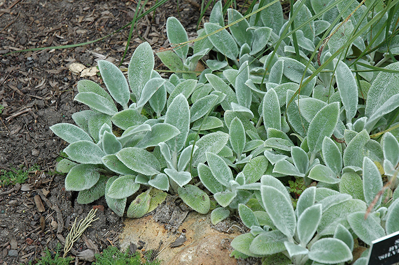 Silver Carpet Lamb's Ears (Stachys byzantina 'Silver Carpet') at The Growing Place