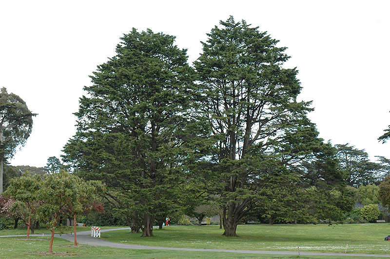Monterey Cypress (Cupressus macrocarpa) at The Growing Place