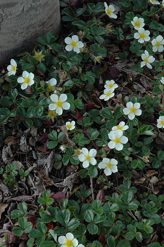 Alpine Strawberry (Fragaria vesca) at The Growing Place