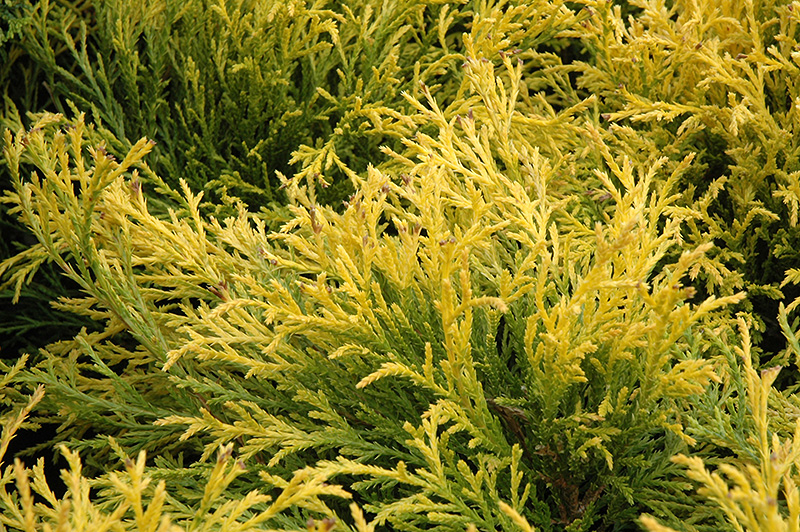 Golden Mop Falsecypress (Chamaecyparis pisifera 'Golden Mop') at The Growing Place