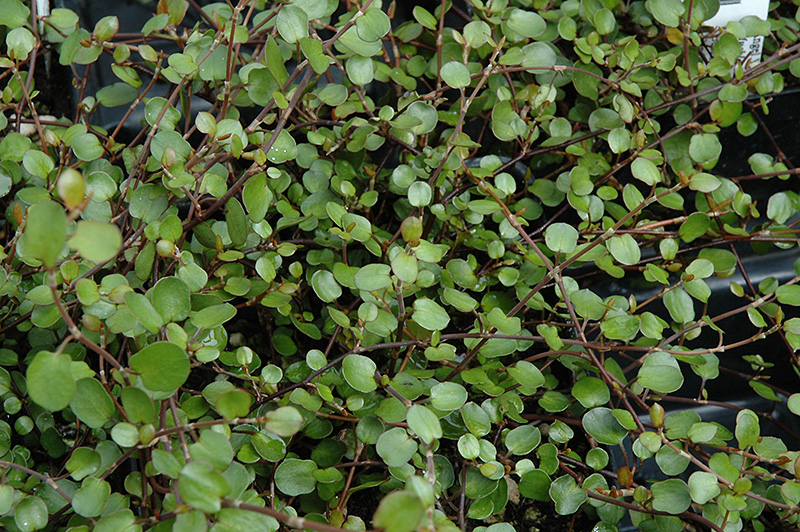 Wire Vine (Muehlenbeckia complexa) at The Growing Place