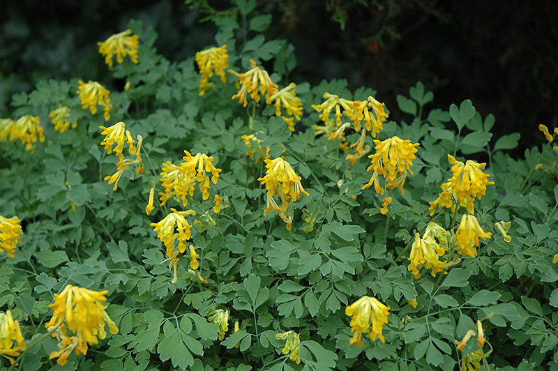 Golden Corydalis (Corydalis lutea) in Naperville Aurora ...