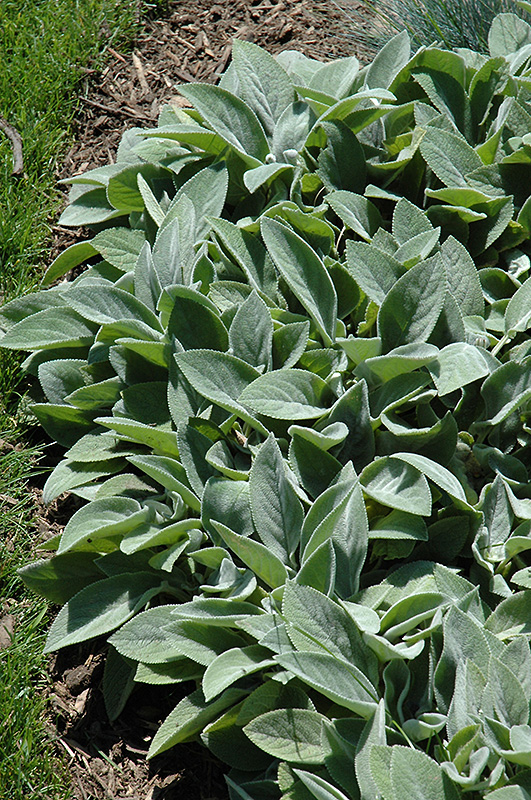 Giant Lamb's Ears (Stachys byzantina 'Big Ears') at The Growing Place