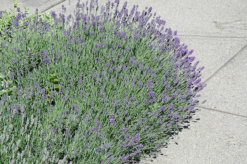 Munstead Lavender (Lavandula angustifolia 'Munstead') at The Growing Place