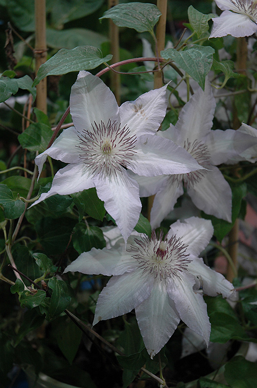 Claire De Lune Clematis (Clematis 'Claire De Lune') at The Growing Place