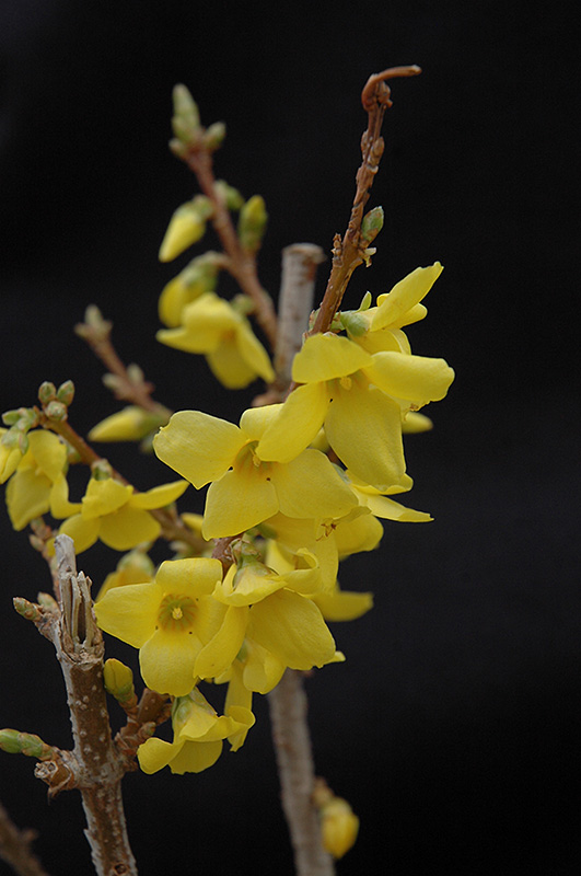 Show Off Forsythia (Forsythia x intermedia 'Mindor') at The Growing Place