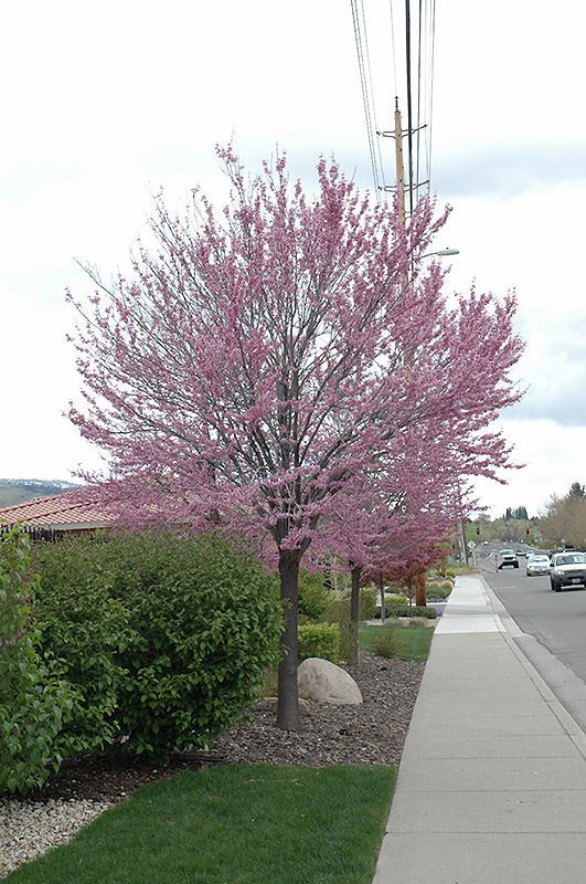 Eastern Redbud (Cercis canadensis) at The Growing Place