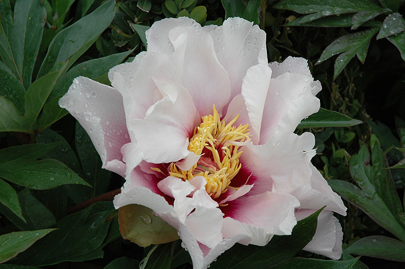 Cora Louise Peony (Paeonia 'Cora Louise') at The Growing Place