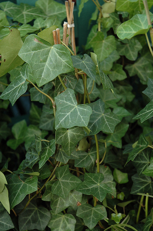 Thorndale Ivy (Hedera helix 'Thorndale') at The Growing Place