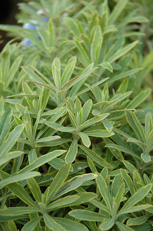 Ascot Rainbow Variegated Spurge (Euphorbia 'Ascot Rainbow') at The Growing Place
