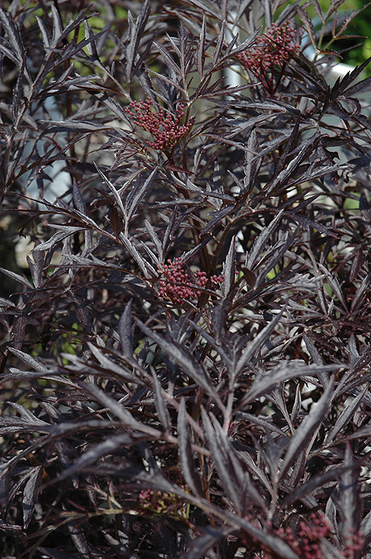 Black Lace Elder (Sambucus nigra 'Eva') at The Growing Place