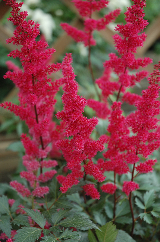 Fanal Astilbe (Astilbe x arendsii 'Fanal') at The Growing Place