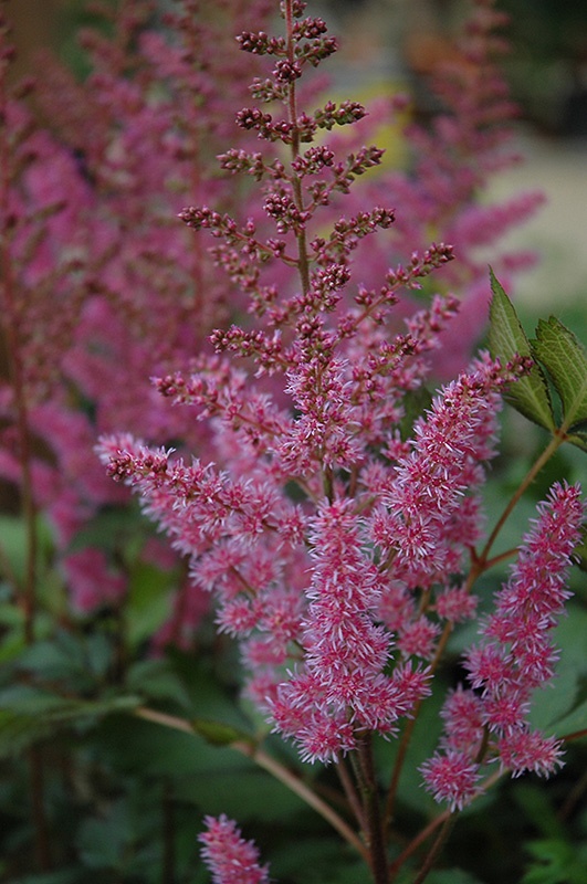 Maggie Daley Astilbe (Astilbe chinensis 'Maggie Daley') at The Growing Place
