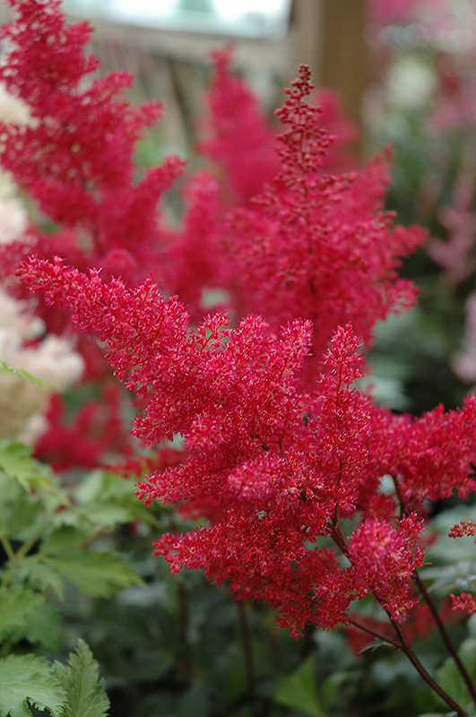 Montgomery Japanese Astilbe (Astilbe japonica 'Montgomery') at The Growing Place