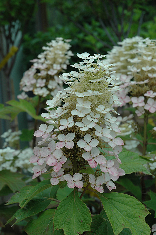 Alice Hydrangea (Hydrangea quercifolia 'Alice') in Naperville Aurora