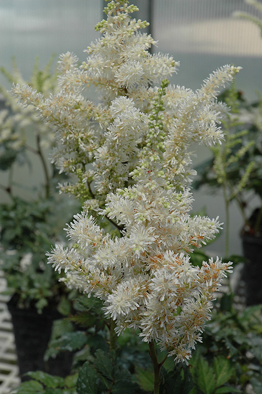 Visions In White Astilbe (Astilbe 'Visions In White') at The Growing Place