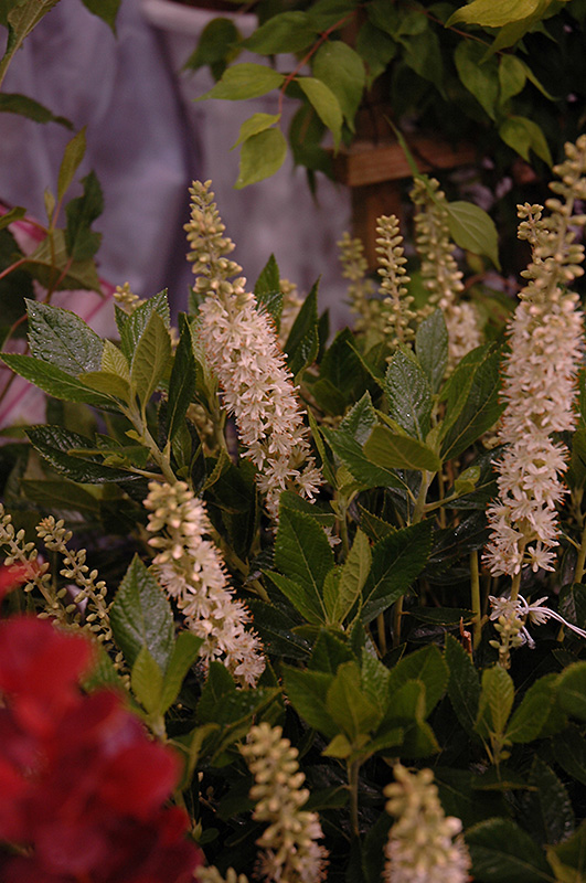 Sixteen Candles Summersweet (Clethra alnifolia 'Sixteen Candles') at The Growing Place