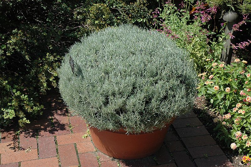 Curry Plant (Helichrysum italicum) at The Growing Place