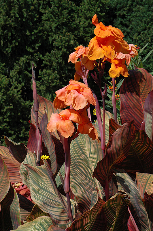 Tropicanna Canna (Canna 'Phasion') at The Growing Place