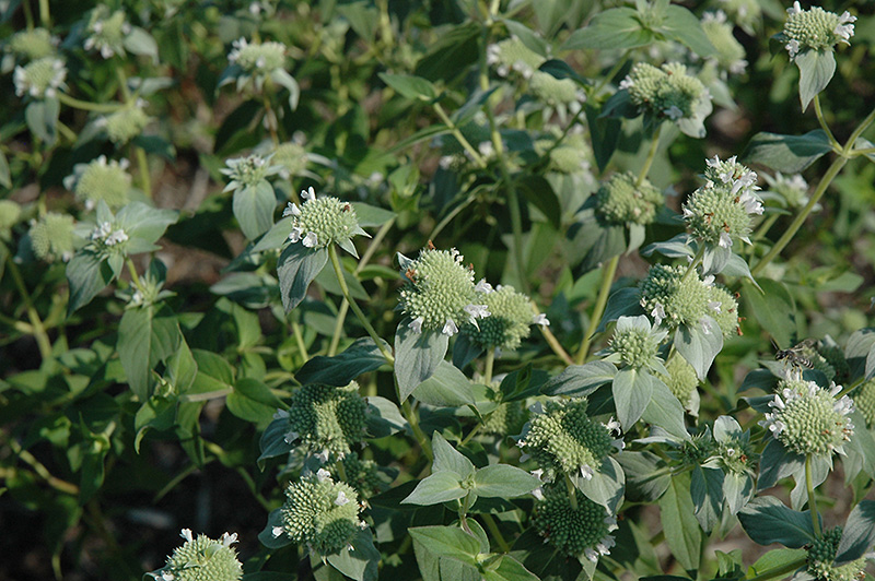 Short Toothed Mountain Mint (Pycnanthemum muticum) at The Growing Place