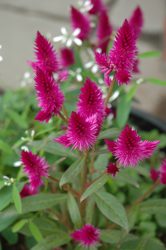 Intenz Classic Celosia (Celosia 'Spitenz') at The Growing Place