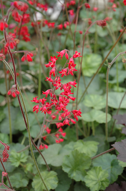 Firefly Coral Bells (Heuchera 'Firefly') at The Growing Place