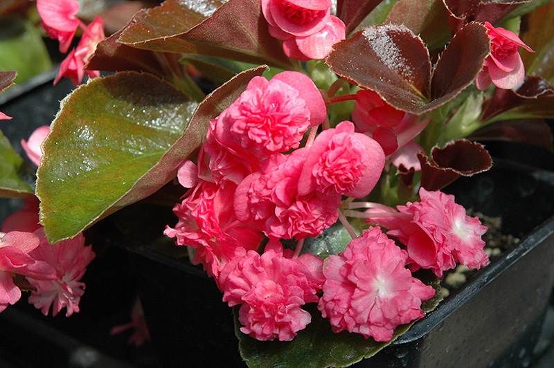 Doublet Rose Begonia (Begonia 'Doublet Rose') at The Growing Place