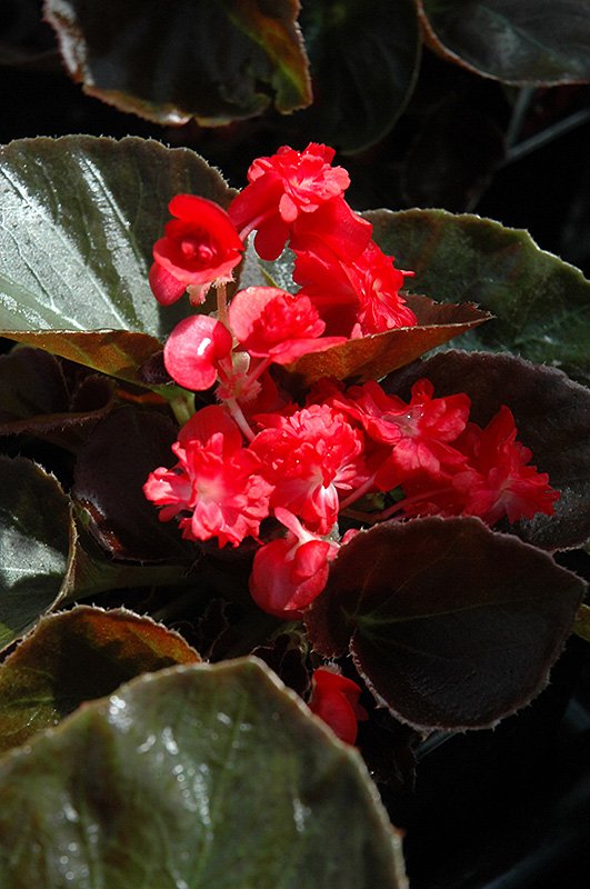 Doublet Red Begonia (Begonia 'Doublet Red') at The Growing Place