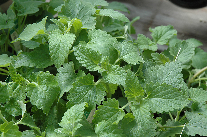 Catnip (Nepeta cataria) at The Growing Place