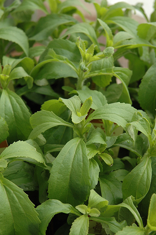 Sweetleaf (Stevia rebaudiana) at The Growing Place