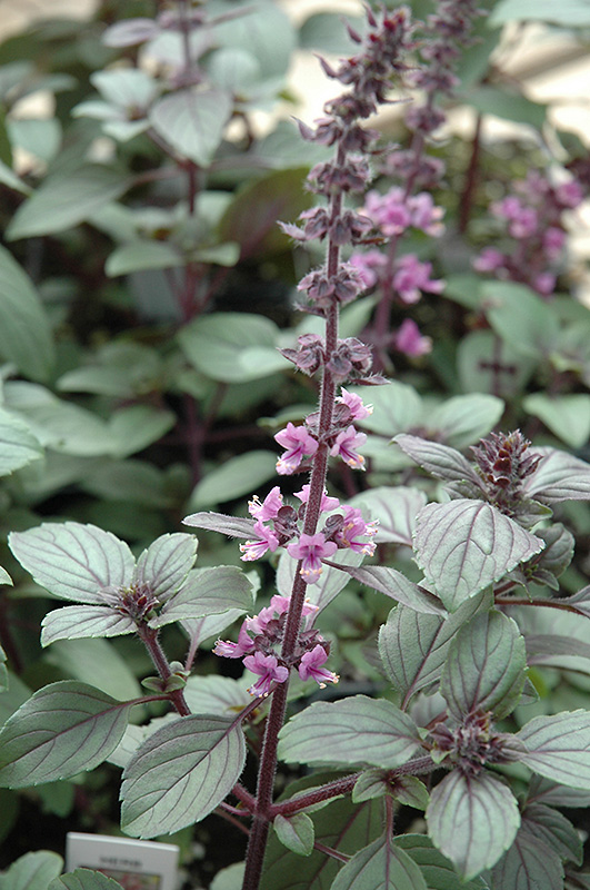 African Blue Basil (Ocimum 'African Blue') at The Growing Place