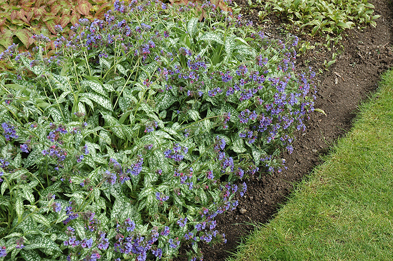 Trevi Fountain Lungwort (Pulmonaria 'Trevi Fountain') at The Growing Place