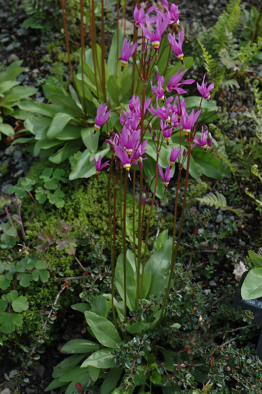Shooting Star (Dodecatheon meadia) at The Growing Place