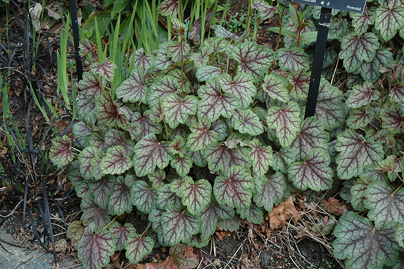 Green Spice Coral Bells (Heuchera 'Green Spice') at The Growing Place