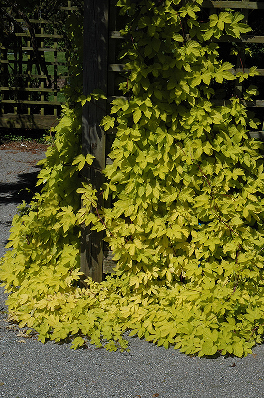 Golden Hops (Humulus lupulus 'Aureus') at The Growing Place