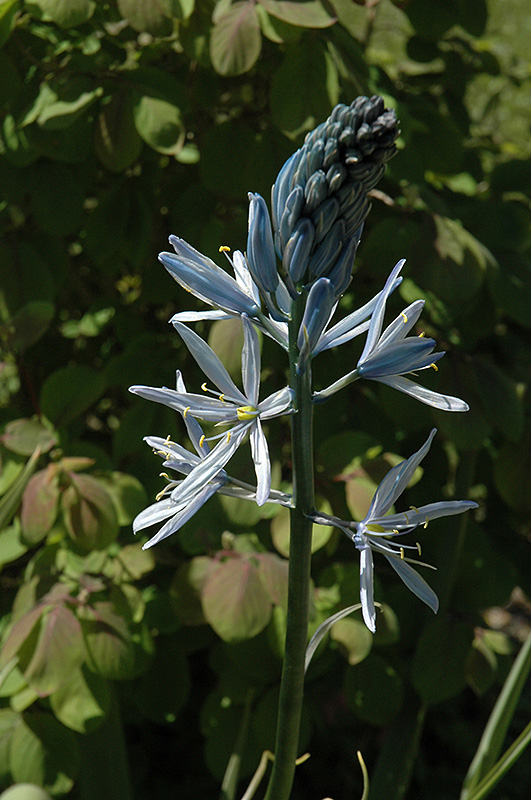 Wild Hyacinth (Camassia scilloides) at The Growing Place