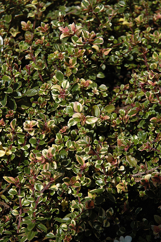 Variegated Broadleaf Thyme (Thymus pulegioides 'Foxley') at The Growing Place