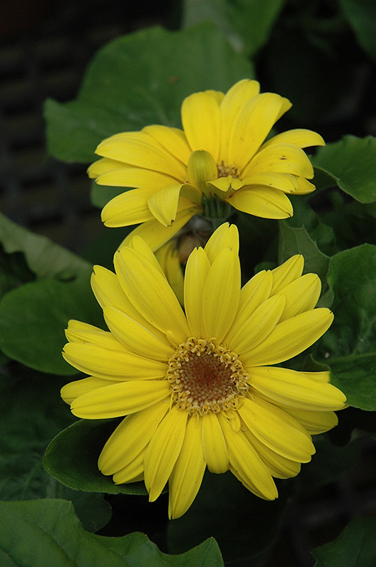 Yellow Gerbera Daisy (Gerbera 'Yellow') at The Growing Place