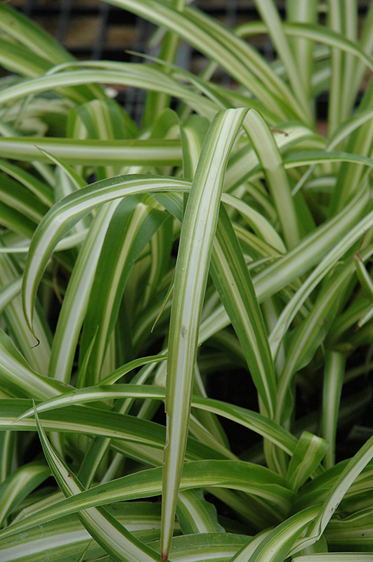 Spider Plant (Chlorophytum comosum) at The Growing Place