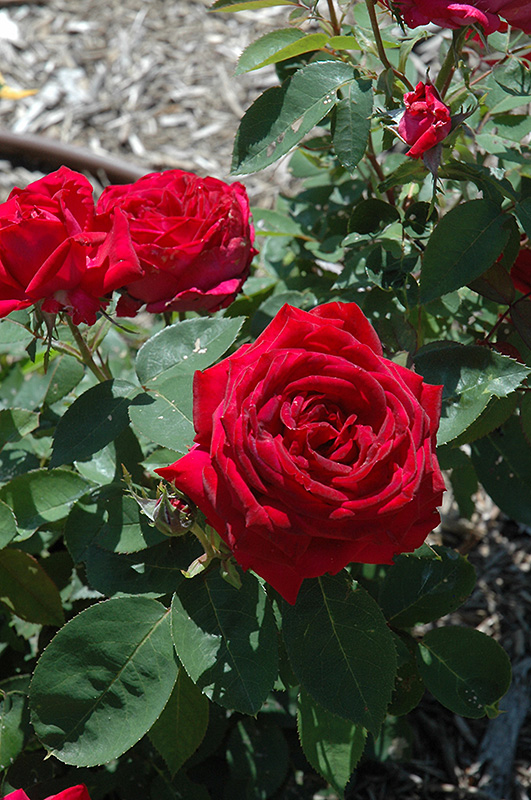 Kashmir Rose (Rosa 'Kashmir') at The Growing Place