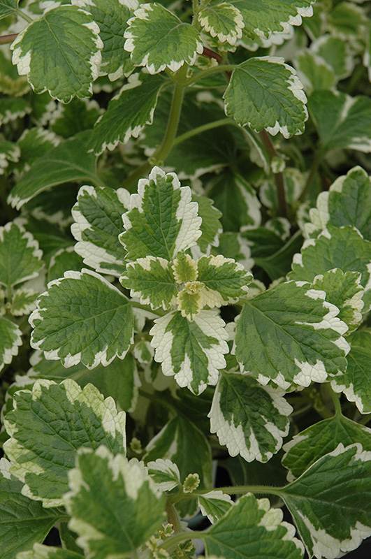 Variegated Swedish Ivy (Plectranthus coleoides 'Variegata') at The Growing Place