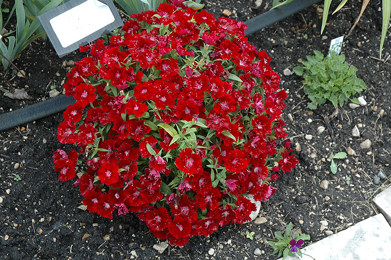 Floral Lace Crimson Pinks (Dianthus 'Floral Lace Crimson') at The Growing Place
