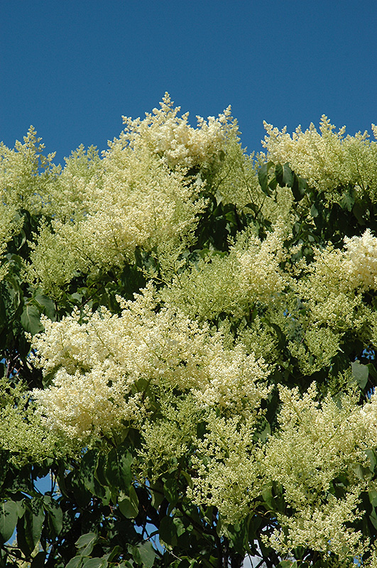 Japanese Tree Lilac (Syringa reticulata) in Naperville Aurora Batavia